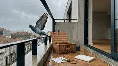 A bússola dos pombos-correio: o que um estudo de 2026 pôs em causa no ouvido interno