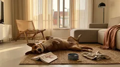 Porque é que o cão mostra a barriga (e o que isso pode querer dizer)