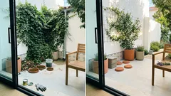 Hera-inglesa e mosquitos: o que realmente os atrai no seu jardim (e como reduzir o risco)