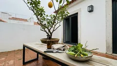 Poda do limoeiro em março: os cortes certos para ganhar vigor sem perder flores