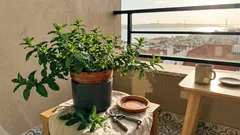 Como manter a hortelã em vaso sem surpresas: localização, rega e podas para colher o ano todo