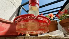 Comedouro para colibris no jardim: o posicionamento e o néctar que fazem toda a diferença