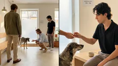 Como os cães nos pedem ajuda no veterinário: sinais subtis de stress e pequenos ajustes que fazem diferença