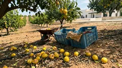 Colheita recorde e limões por apanhar: o que virou o mercado ibérico em 2023/2024