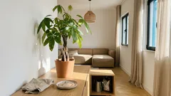 Árvore-do-dinheiro (Pachira aquatica) em casa: onde colocar para reforçar a prosperidade — e como evitar folhas amarelas