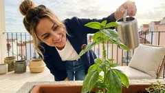 Joaninhas em casa ou no jardim: o que podem estar a indicar (e quando agir)