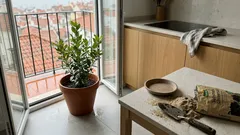 Quando plantar loureiro em vaso para pegar melhor — e o pormenor da drenagem que faz a diferença